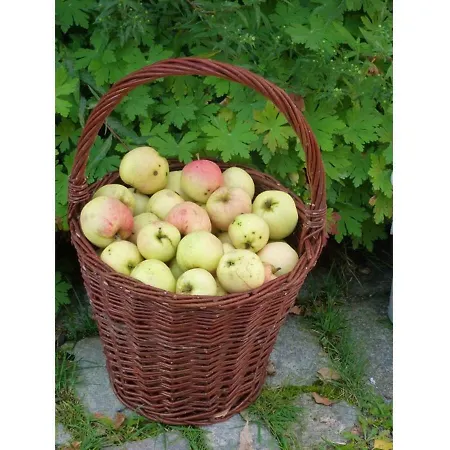 Kleine Glueck * Rosendorf